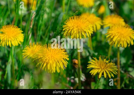 Gelbe Löwenzahn. Wiese mit Löwenzahn an einem sonnigen Tag. Löwenzahn im Frühjahr. Stockfoto