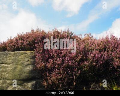 Violett blühende Heidekraut, die auf einem Felsbrocken in den yorkshire Mooren mit einem blauen, hell bewölkten Himmel wächst Stockfoto