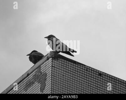 Zwei Karrionkrähen thronen über einem städtischen Gebäude Stockfoto