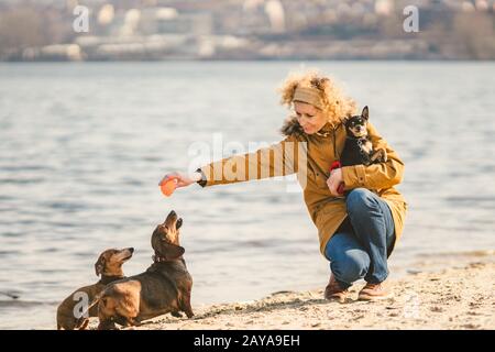 Thema Los Haustiere, Hundeliebhaber zu Fuß. Erwachsene, alte ältere kaukasische Frau mit drei Hunden züchtet Dachshund und Hands Spielzeug-Terrier. O Stockfoto