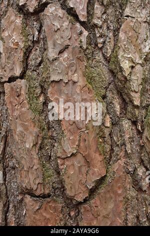 pinie, Kiefer, Rinde, Stockfoto