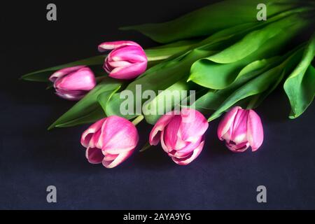 Blumenstrauß aus rosa Tulpen vor einem dunklen Hintergrund. Stockfoto