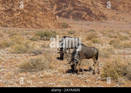 Wildebeest oder Gnu in der Nähe des Sesriem-Canyons im Sossusvlei-Gebiet, dem Namb-Naukluft-Nationalpark in Namibia. Stockfoto