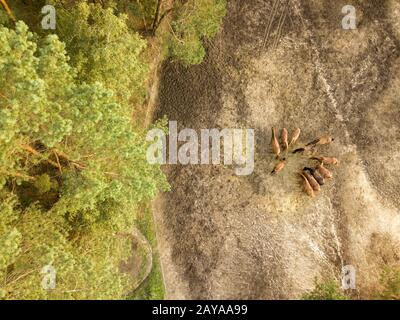 Luftbild von der Drohne von einer kleinen Herde von Pferden für Wanderungen in den Wald. Stockfoto