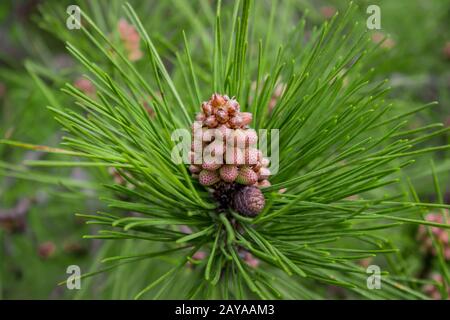 Pinus sylvestris in Sotschi Dendrarium. Nahaufnahme der Kegel. Stockfoto