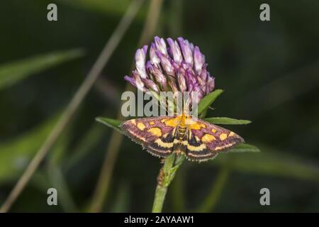 Purpurborer (Pyrausta puralis) Stockfoto