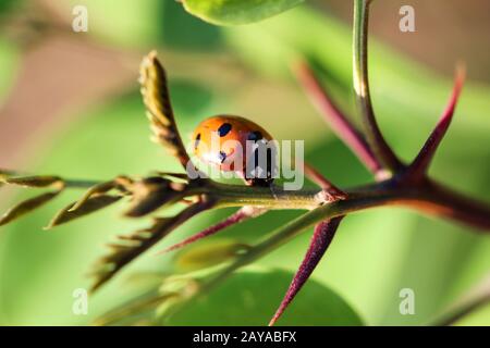 Der Ladybird sitzt auf einem farbigen Blatt. Makrofoto von Ladybug Nahaufnahme. Stockfoto