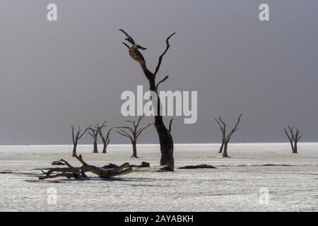Die trockene Landschaft von Deadvlei, einer Tonpfanne, die von dunklen, toten Kameldornbäumen geprägt ist, kontrastierte gegen den weißen Pfannenboden, der sich in Sossusvlei befindet Stockfoto
