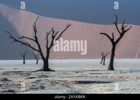 Die trockene Landschaft von Deadvlei, einer Tonpfanne, die von dunklen, toten Kameldornbäumen geprägt ist, kontrastierte gegen den weißen Pfannenboden, der sich in Sossusvlei befindet Stockfoto