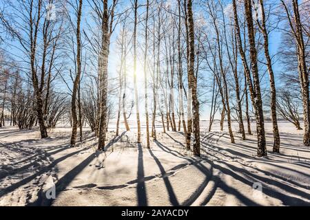 Nadelwälder in der Arktis Stockfoto