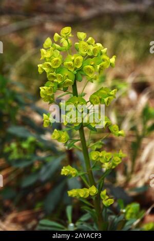 goldener Ruhm, Mrs Robbs Motorhaube, Robbs Euphorbia, Holzspucken, Stockfoto