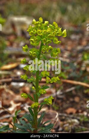 goldener Glanzdrang, orangefarbener Hain-Drang, Robbs Euphorbia, Holzdrang, Stockfoto