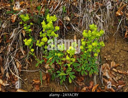 goldener Ruhm, Mrs Robbs Motorhaube, orangefarbener Waldenspusch, Robbs Euphorbia, Holzspuppe, Stockfoto