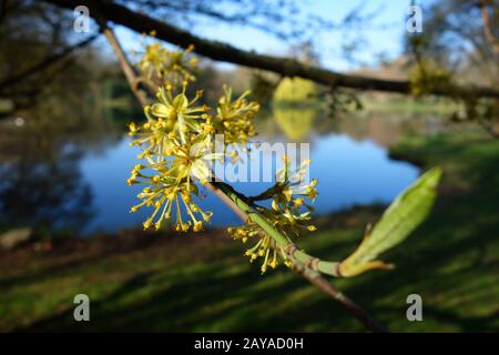 Ahorn im Frühjahr Stockfoto