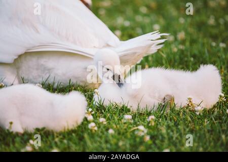 Der kleine weiße Schwan lernt, auf grünem Gras zu laufen Stockfoto