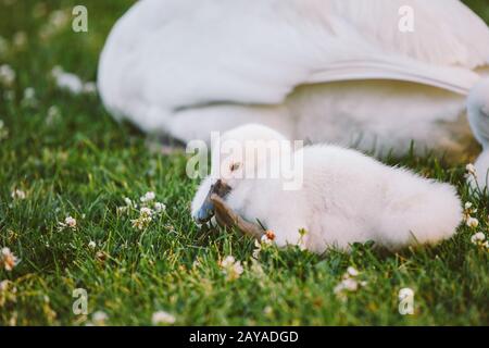Der kleine weiße Schwan lernt, auf grünem Gras zu laufen Stockfoto