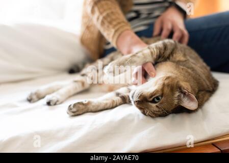 Frau berührt fette Tabby-Katze auf dem Bett Stockfoto