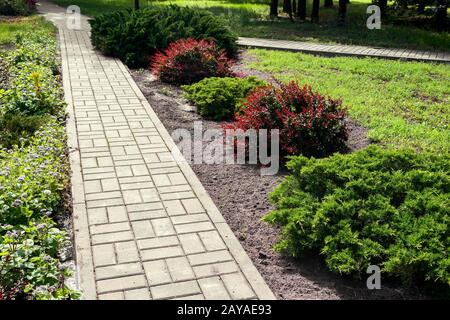 Pfad im Park mit schönen Ziersträuchern Stockfoto