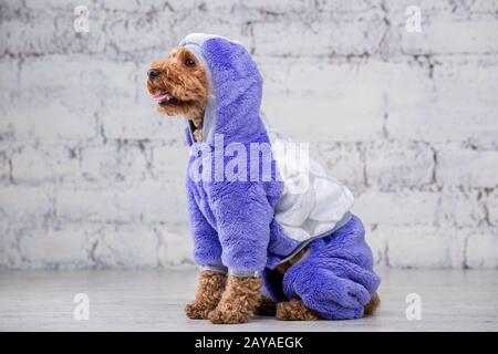 Kleiner lustiger Hund von brauner Farbe mit lockigen Haaren von Spielzeug-Pudel-Rasse posiert in Kleidung für Hunde. Accessoires und Mode Stockfoto