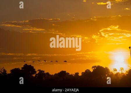 Eine Schar von Sporngänsen (Plectropterus gambensis) fliegt in der Jao-Konzession, Okavango-Delta in Botswana, durch den Sonnenuntergang. Stockfoto