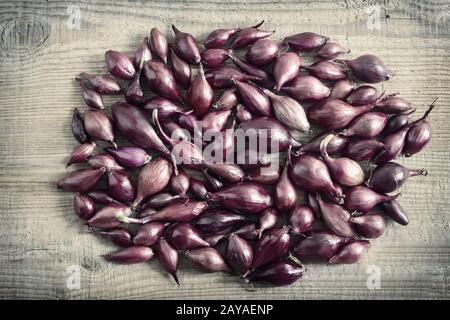 Purple onion Sets zum Anpflanzen im Boden Stockfoto