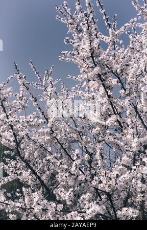 Filiale einer blühenden Aprikose auf dem Hintergrund des blauen Himmels. Stockfoto