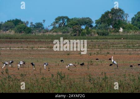 Gewatteter Kranich (Grus carunculata) und Stirngeflügelgänse, die in den trockenen Überschwemmungsgebieten im Jacana-Camp in der Jao-Konzession, Okavango-Delta in Bot, füttern Stockfoto