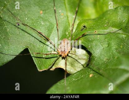 Details einer Spinne, Spinne auf einer Pflanze, Spinne im Netz Stockfoto