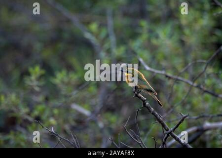 Ein kleiner Bienenfresser (Merops pusillus) thront auf einer Filiale in der Jao-Konzession, Okavango-Delta in Botswana. Stockfoto