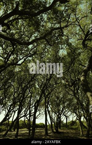 Fort Fisher, NC Live Oak Trees Stockfoto