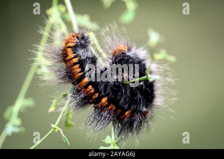 Caterpillar des Black moth Stockfoto