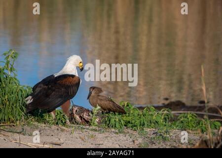 Ein afrikanischer Fischadler (Haliaetus vocifer) ernährt sich von einem Fisch, beobachtet von einem Hamerkop-Vogel, entlang eines Flusses in der Jao-Konzession, Wildlife, Okavango D Stockfoto