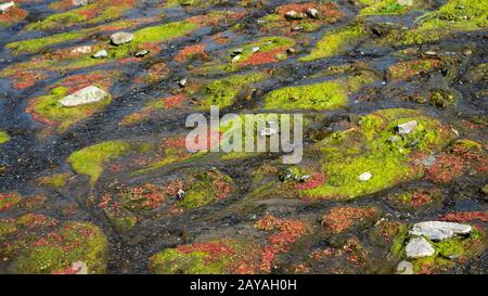 Farbenfrohes rotes Azolla Stockfoto