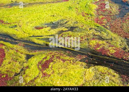 Farbenfrohes rotes Azolla Stockfoto