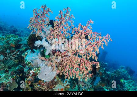 Weiche Koralle, Siphonogorgie godeffroyi, Lembeh Strait, Nord-Sulawesi, Indonesien, Pazifik Stockfoto