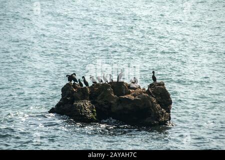 Eine Gruppe von großen schwarzen Kormoran Vögel ruht auf einem Felsen unter Meer Stockfoto