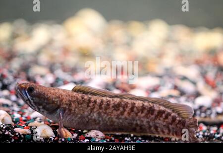 Detail einer Schlamm-Kopf Fische im Aquarium Stockfoto