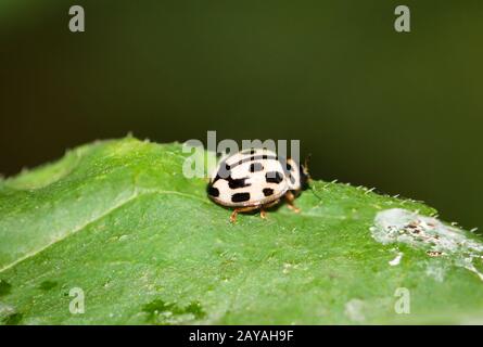 Der Ladybird sitzt auf einem farbigen Blatt, gelbe Marienkäppe mit schwarzen Flecken auf einer Pflanze Stockfoto