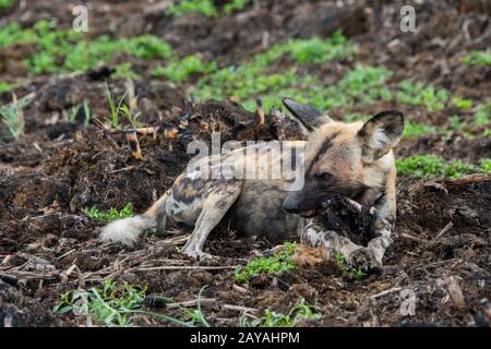 Ein afrikanischer Wildhund (Lycaon pictus), eine bedrohte Art, ernährt sich von einem Impala in der Jao Concession, Wildlife, Okavango-Delta in Botswana. Stockfoto