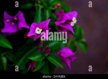 Lila Bougainvillea Blumen auf dunkelgrünem Hintergrund. Stockfoto