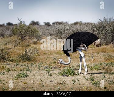 Eine männliche gemeine Strauß-, Hacking- und Essvegetation, Etosha-Nationalpark, Namibia, Afrika. Stockfoto