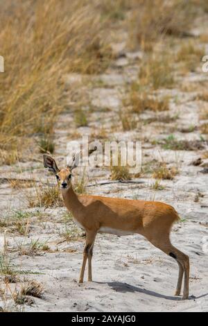 Ein weibliches Steenbok (Raphicerus campestris) in der Jao-Konzession, Okavango-Delta in Botswana. Stockfoto