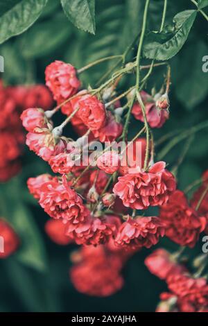 Blühende rote kleine Rosen Stockfoto