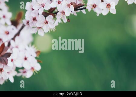 Schöne blooming cherry tree branch Stockfoto
