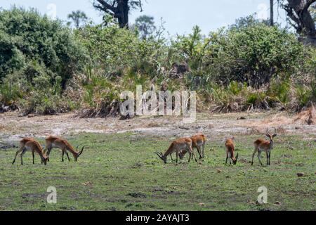 Die Lechswe (Kobus leche) füttert in den trockenen Überschwemmungsgebieten in der Jao-Konzessionierung, Okavango-Delta in Botswana. Stockfoto