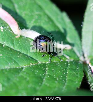 Käfer in verschiedenen Farben und Formen sind Insekten, die unsere Umwelt bereichern Stockfoto