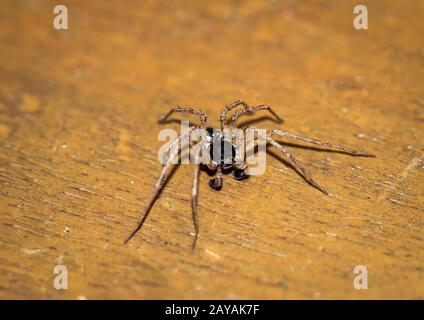 Eine Spinne ist ein sehr nützliches Tier, das sich oft in Ecken und im Netz versteckt Stockfoto