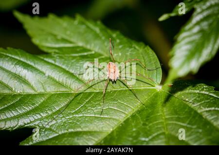 Eine Spinne ist ein sehr nützliches Tier, das sich oft in Ecken und im Netz versteckt Stockfoto