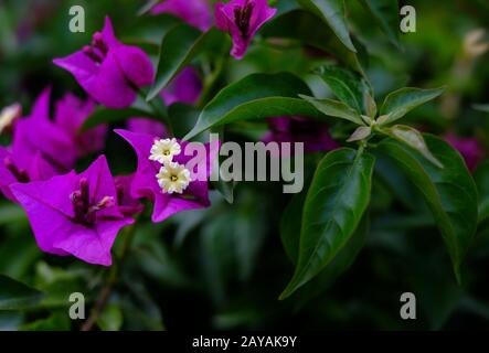 Lila Bougainvillea Blumen auf weichgrünem Blumenhintergrund. Stockfoto