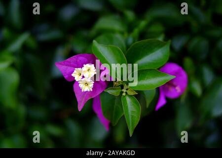 Violette Bougainvillea-Blumen auf dunklem weichem Hintergrund. Stockfoto
